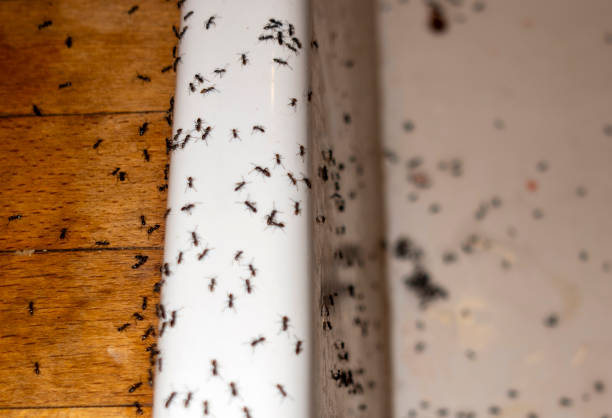 Best Exterminator Services  in Richmond, UT