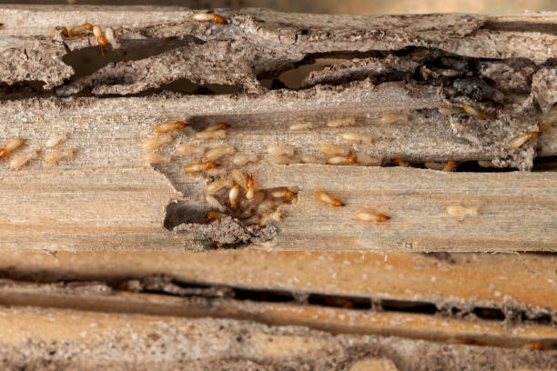 Best Local Pest Control Services  in Richmond, UT